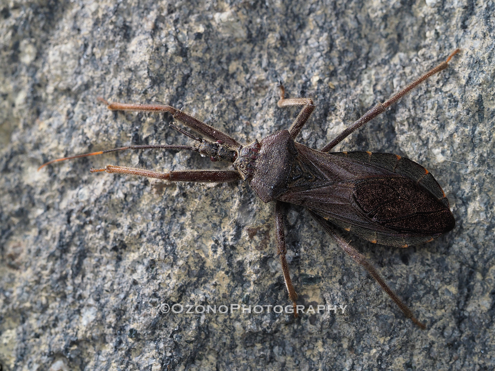 出歩く 湘南むし日記
