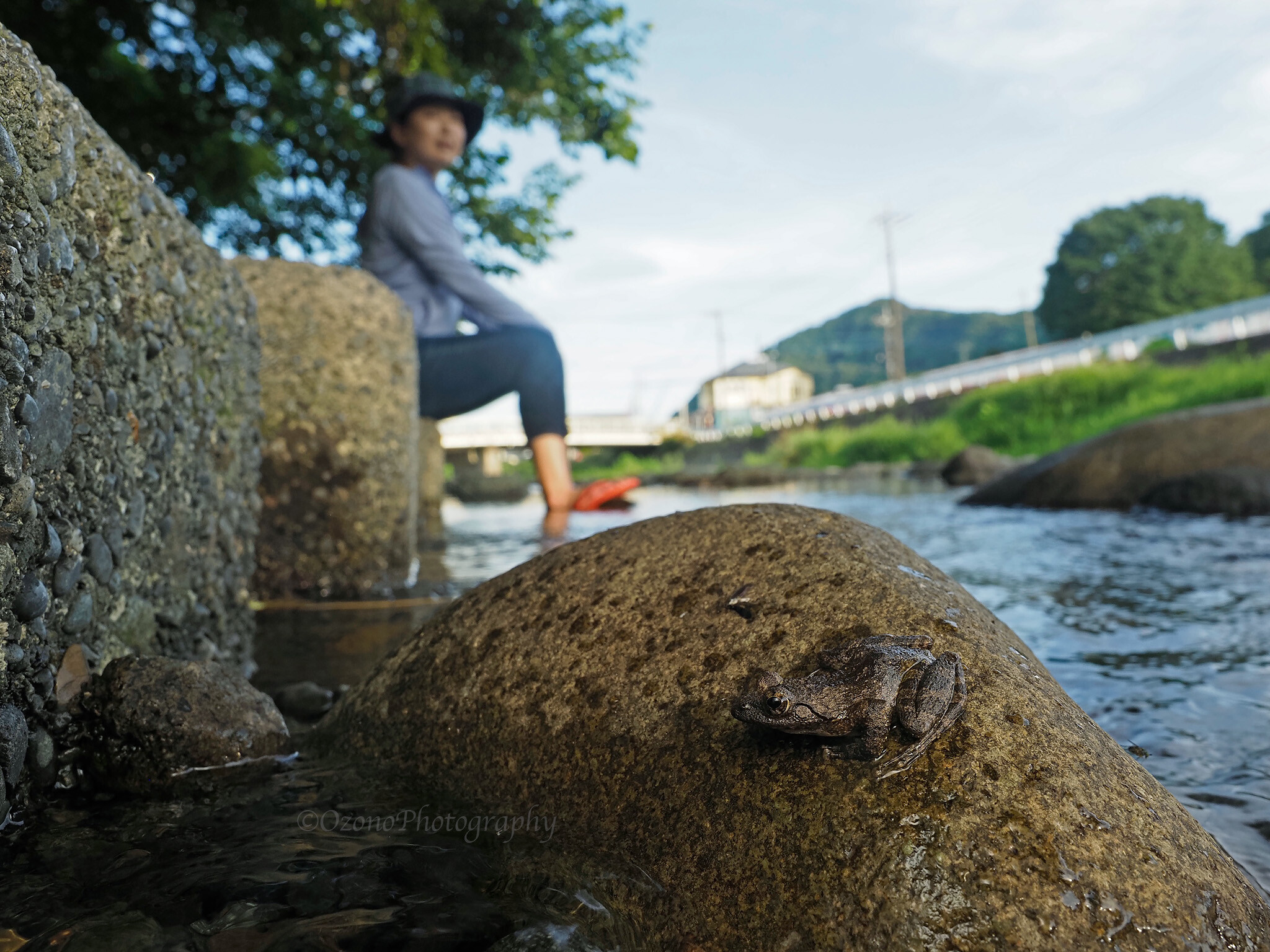 涼しい風 湘南むし日記