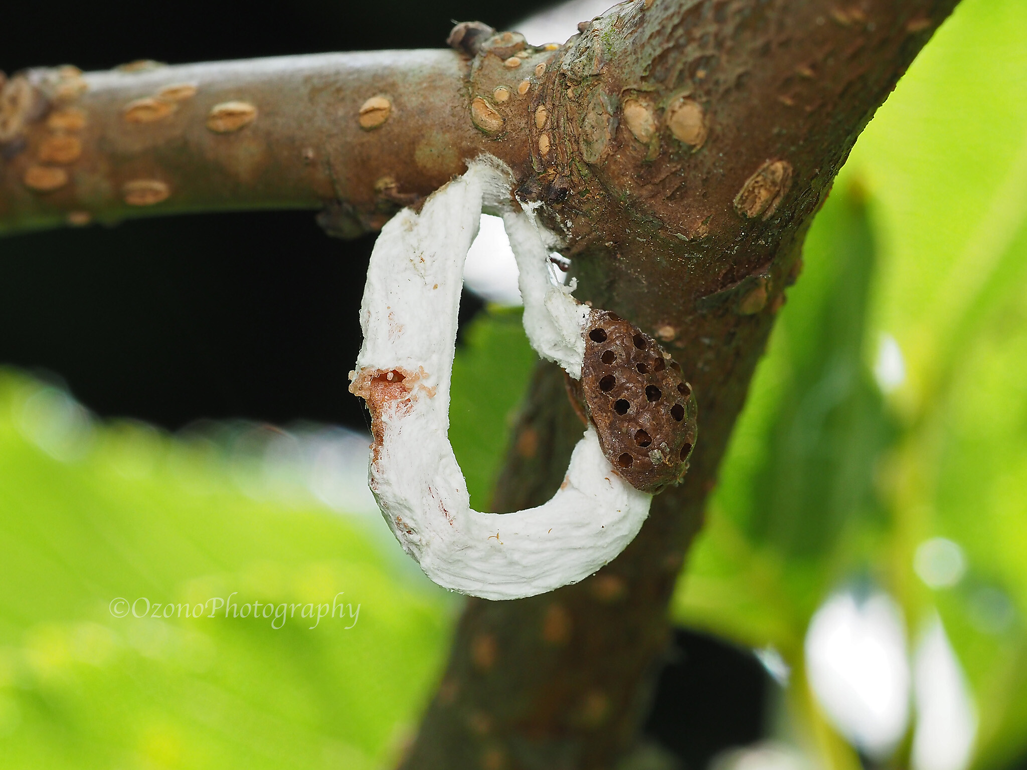 穴だらけ 湘南むし日記