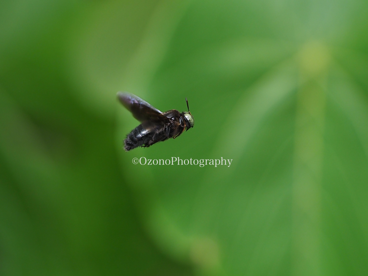 飛ぶもの全て 湘南むし日記