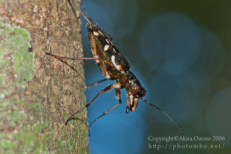 NC番外編 : 湘南むし日記
