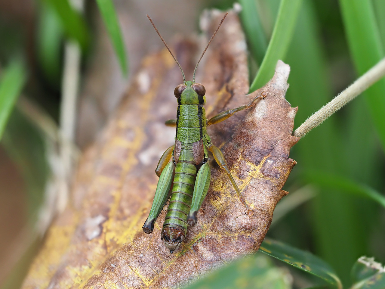 逃げるバッタ 湘南むし日記