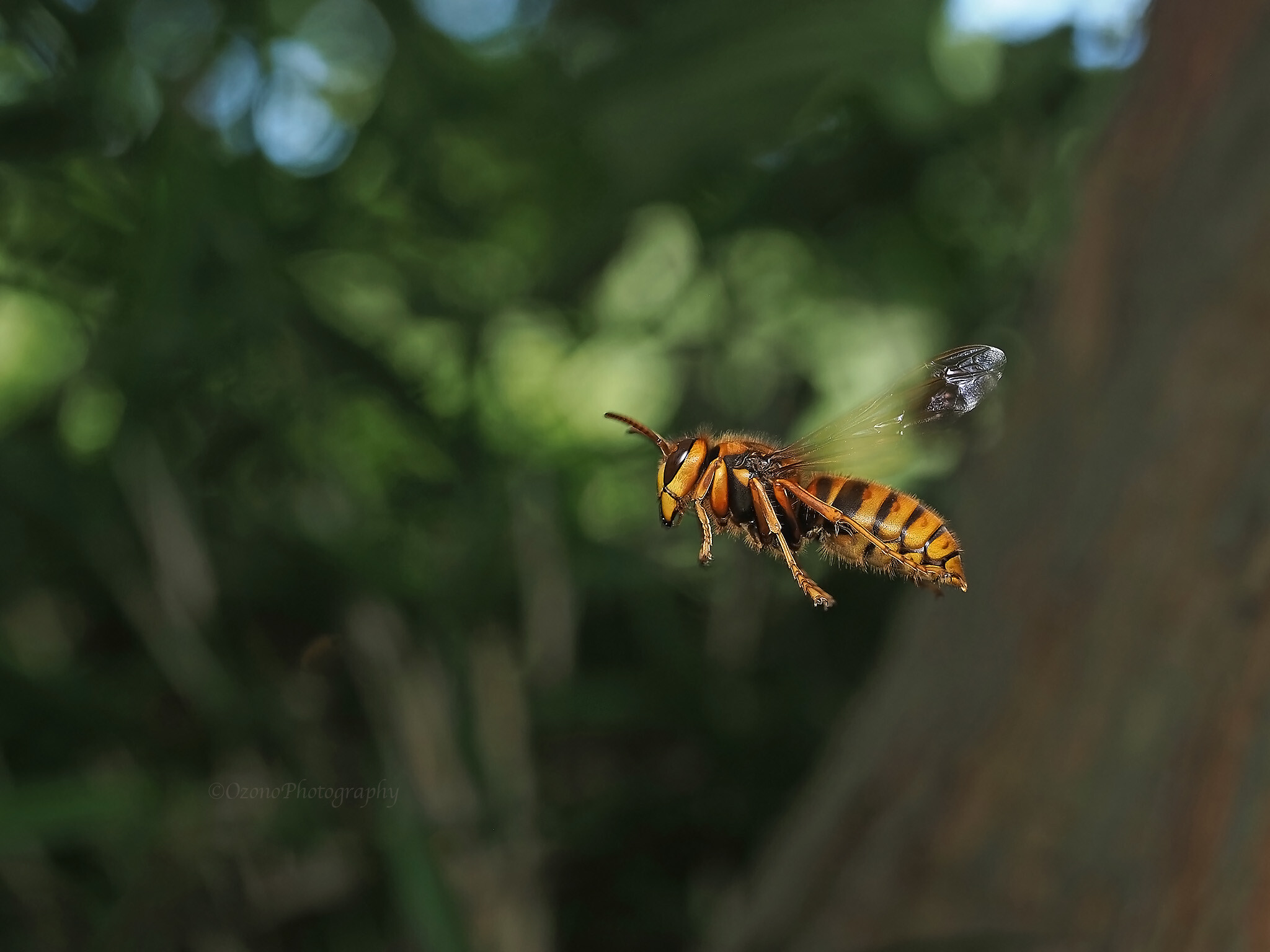 黄色と茶色 湘南むし日記