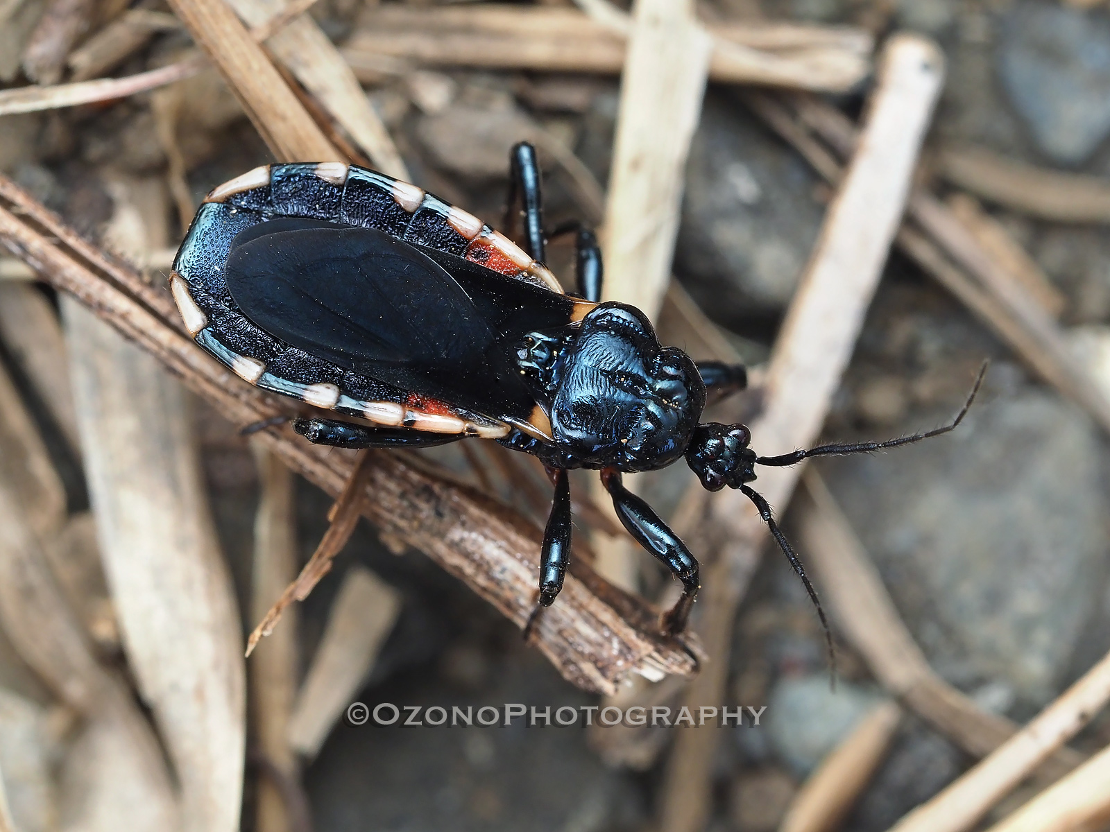 ビロウド 湘南むし日記 ビロウド 湘南むし日記