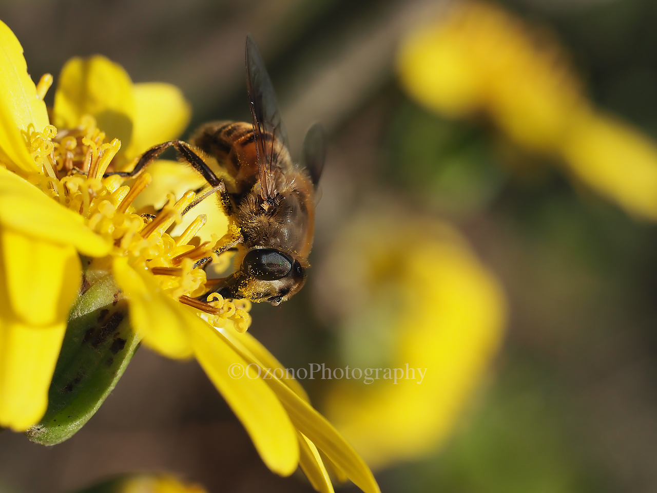 湘南むし日記 ハエ アブ Livedoor Blog ブログ