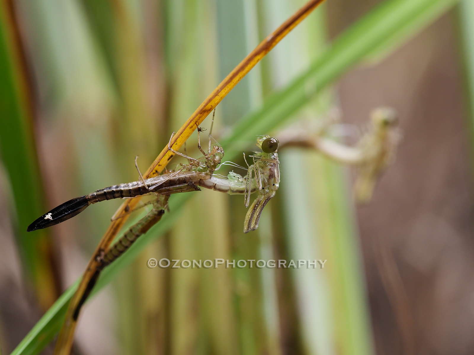 秋が生まれる 湘南むし日記 秋が生まれる 湘南むし日記