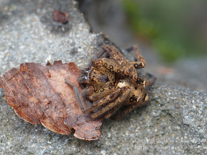 石の下のクモ : 湘南むし日記