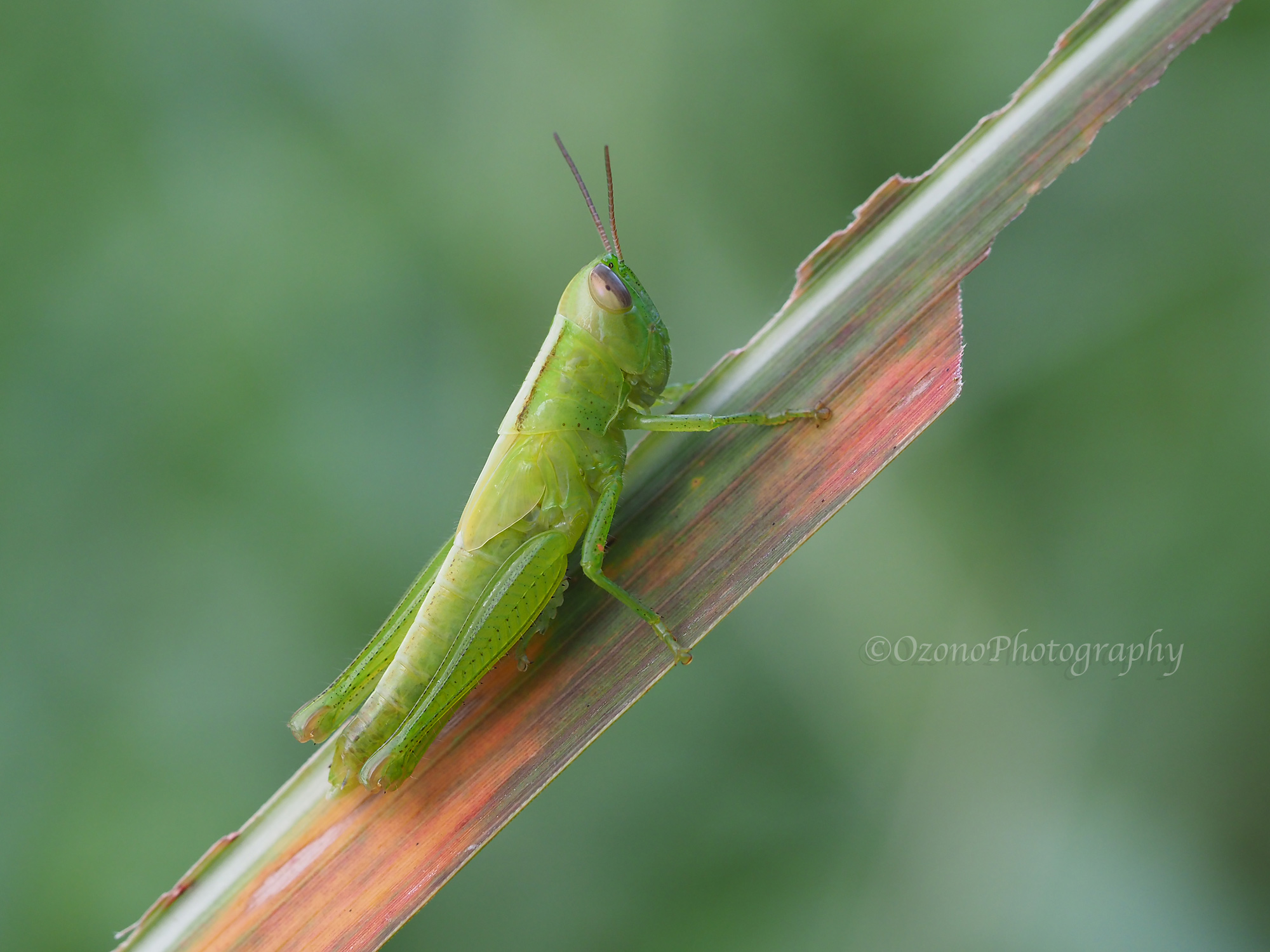 こんなに 湘南むし日記