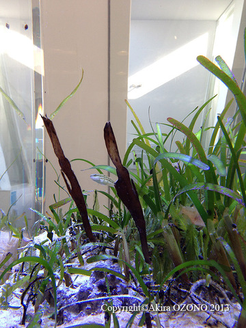image-(9)