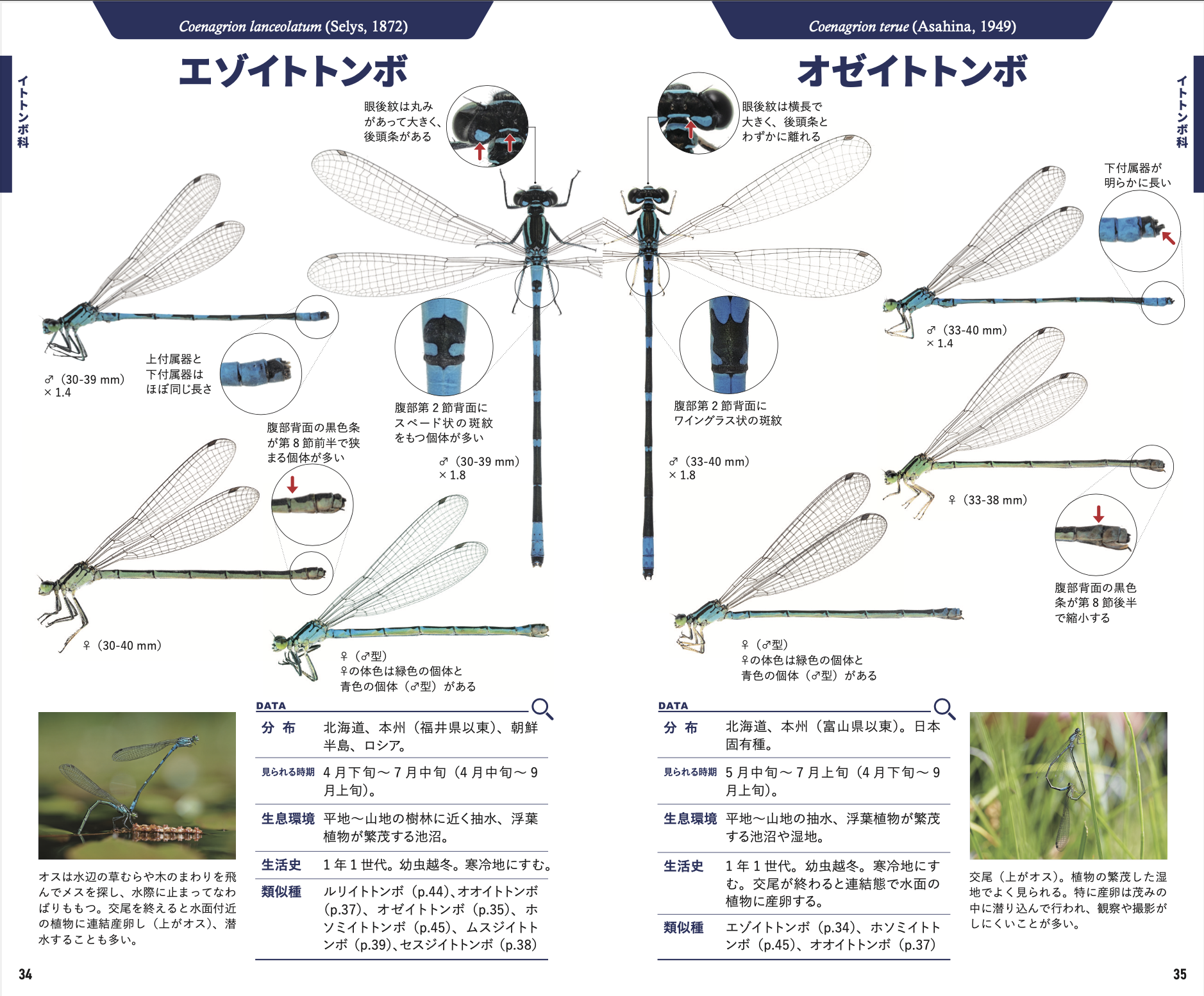 トンボハンドブック 本日発売！ : 湘南むし日記