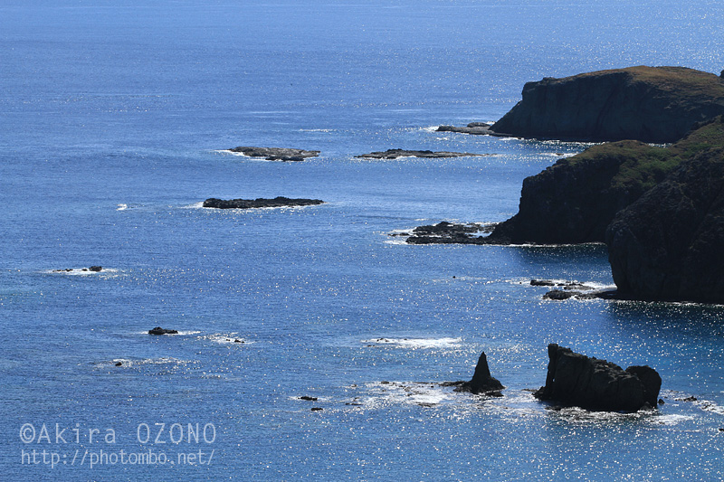 写真で振り返る夏の小笠原 3 最終回 聟島列島 父島編 湘南むし日記 写真で振り返る夏の小笠原 3 最終回 聟島列島 父島編 湘南むし日記
