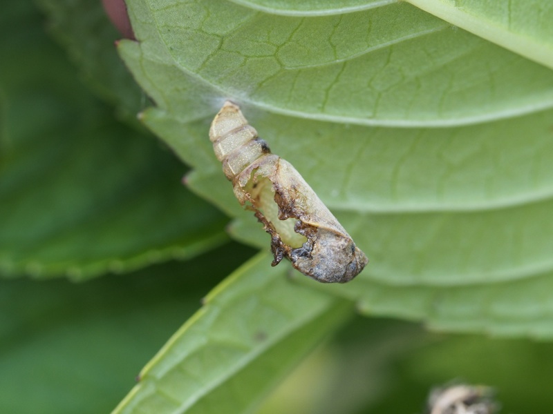 中野ゆう 蓑虫日記 むし社 on X: