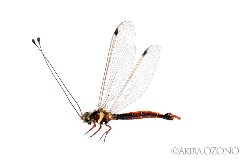 少し光を : 湘南むし日記