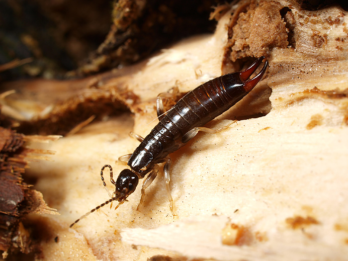 間伐材とハサミムシ 湘南むし日記