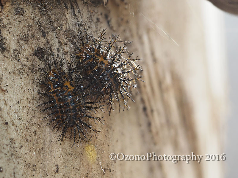 トゲの鎧 湘南むし日記