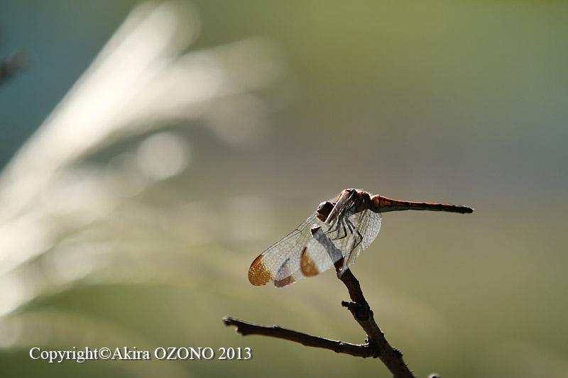 耽々と 湘南むし日記