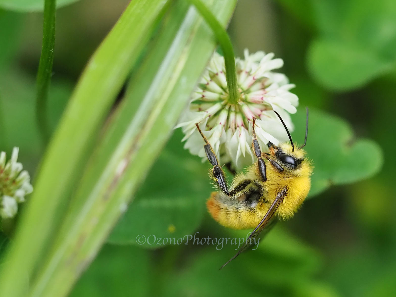 もこもこ 湘南むし日記
