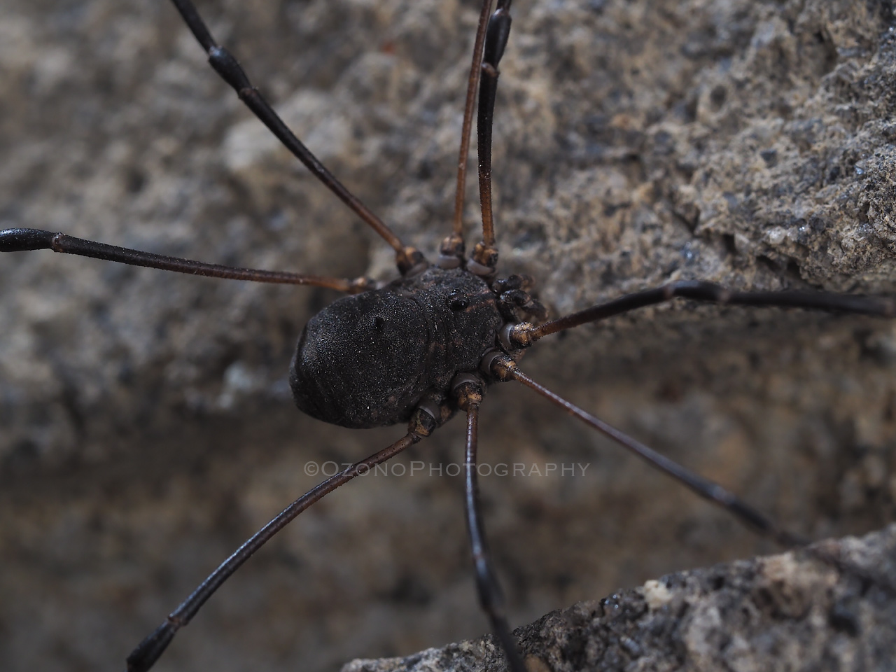 ひと針 湘南むし日記