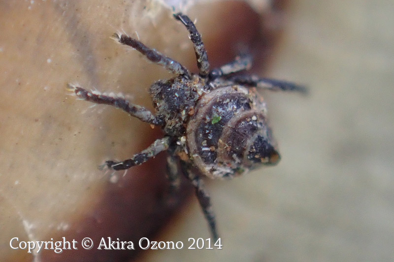 カタツムリのダニ : 湘南むし日記
