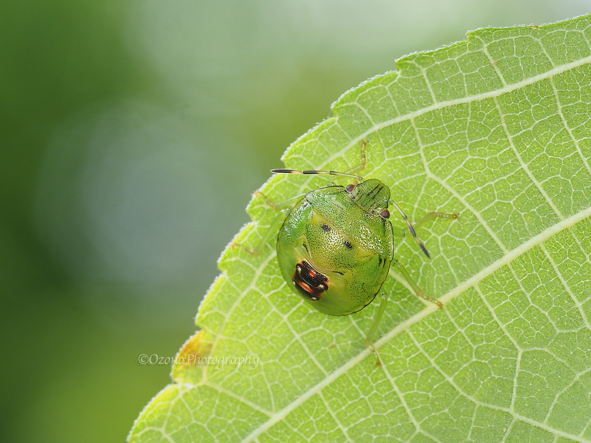 機会 : 湘南むし日記