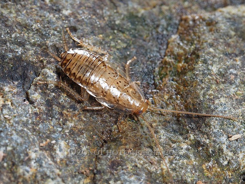 吸いつくアミカ : 湘南むし日記