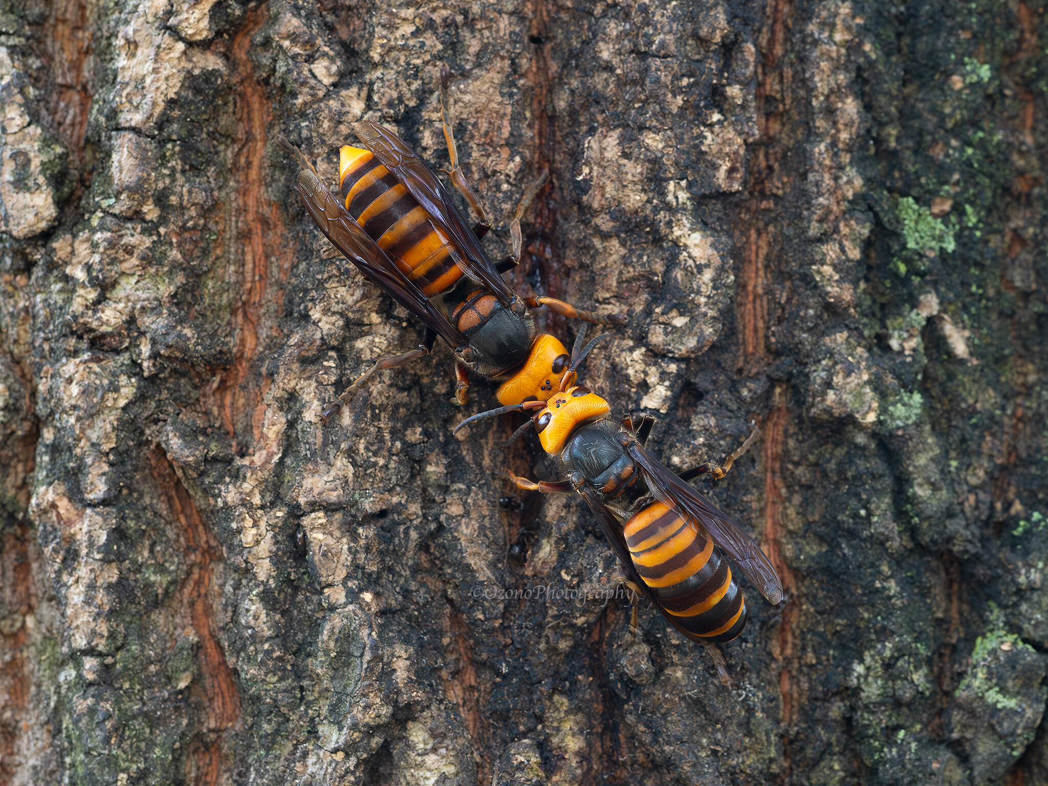勢い : 湘南むし日記