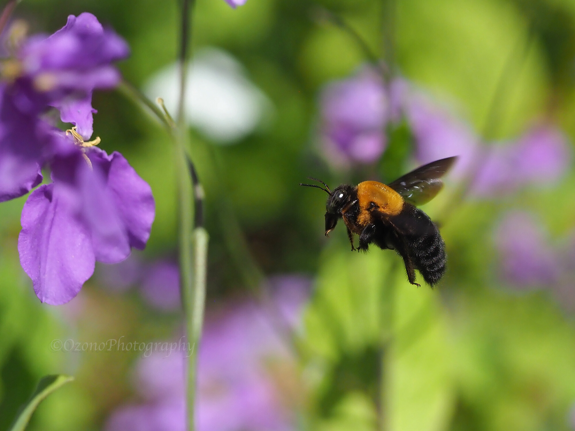 雨がやんだら 湘南むし日記
