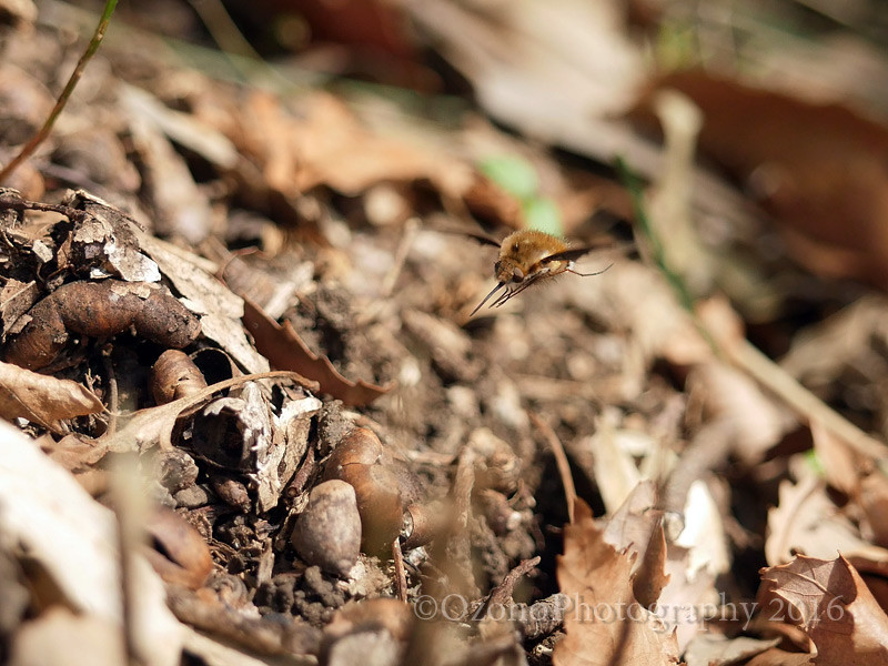 カワイイだけじゃない 湘南むし日記