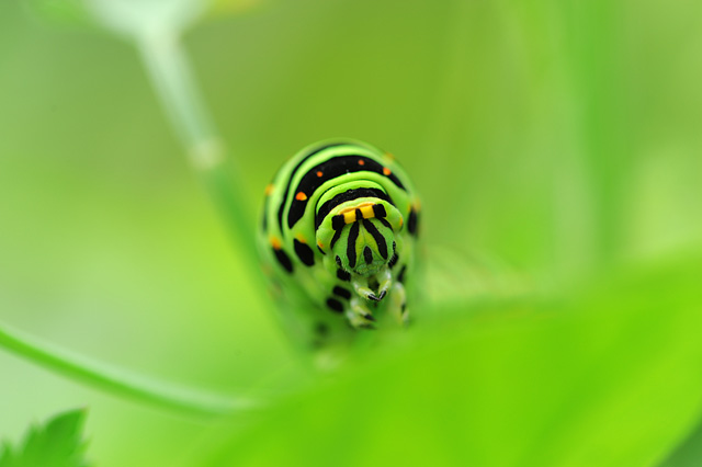 派手なイモムシ : 湘南むし日記