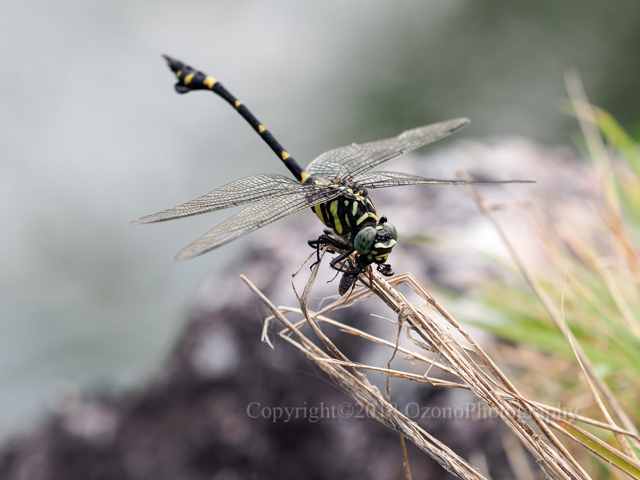 湘南むし日記 バッタ カマキリなど Livedoor Blog ブログ