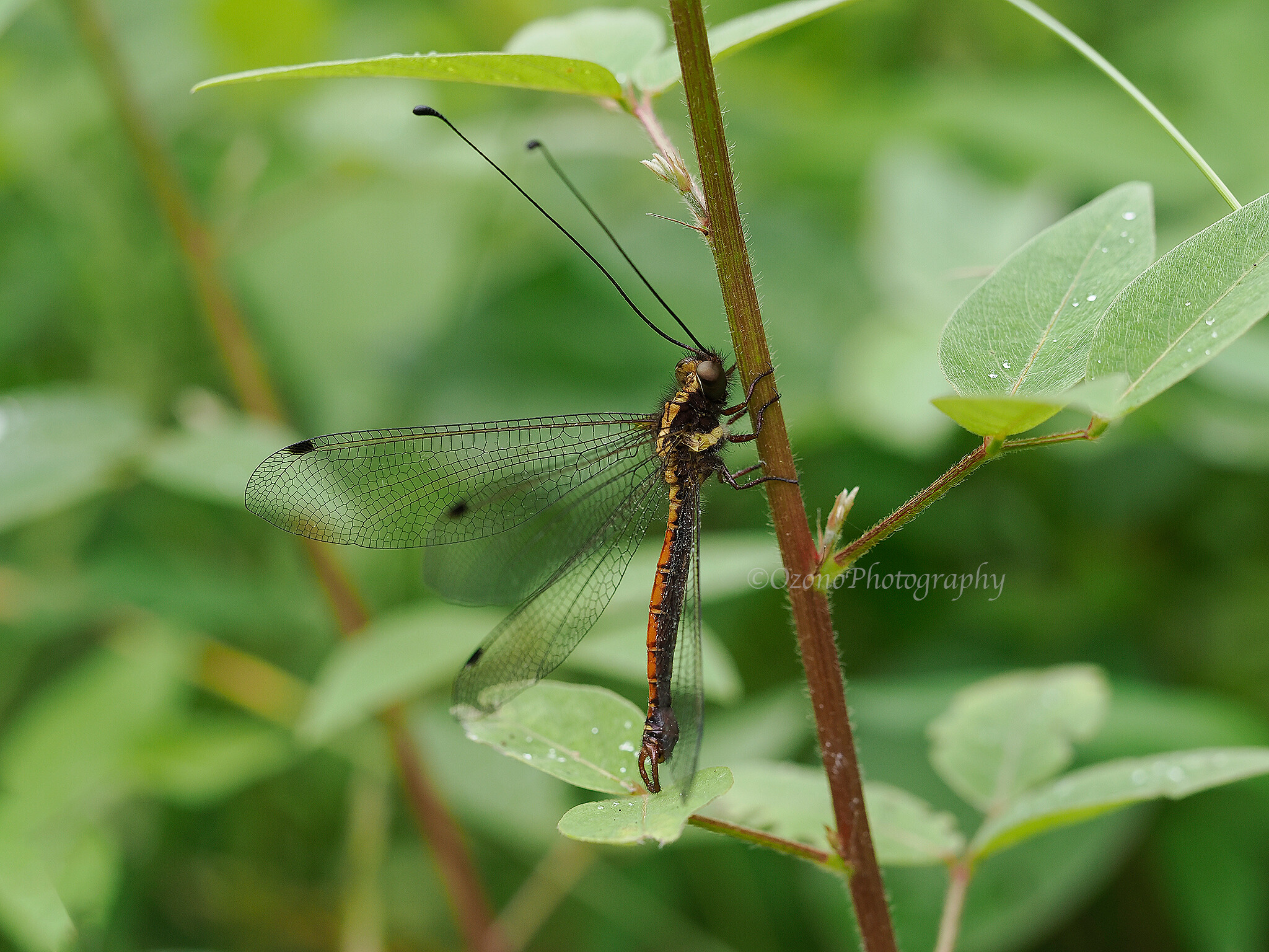 確かめたい : 湘南むし日記