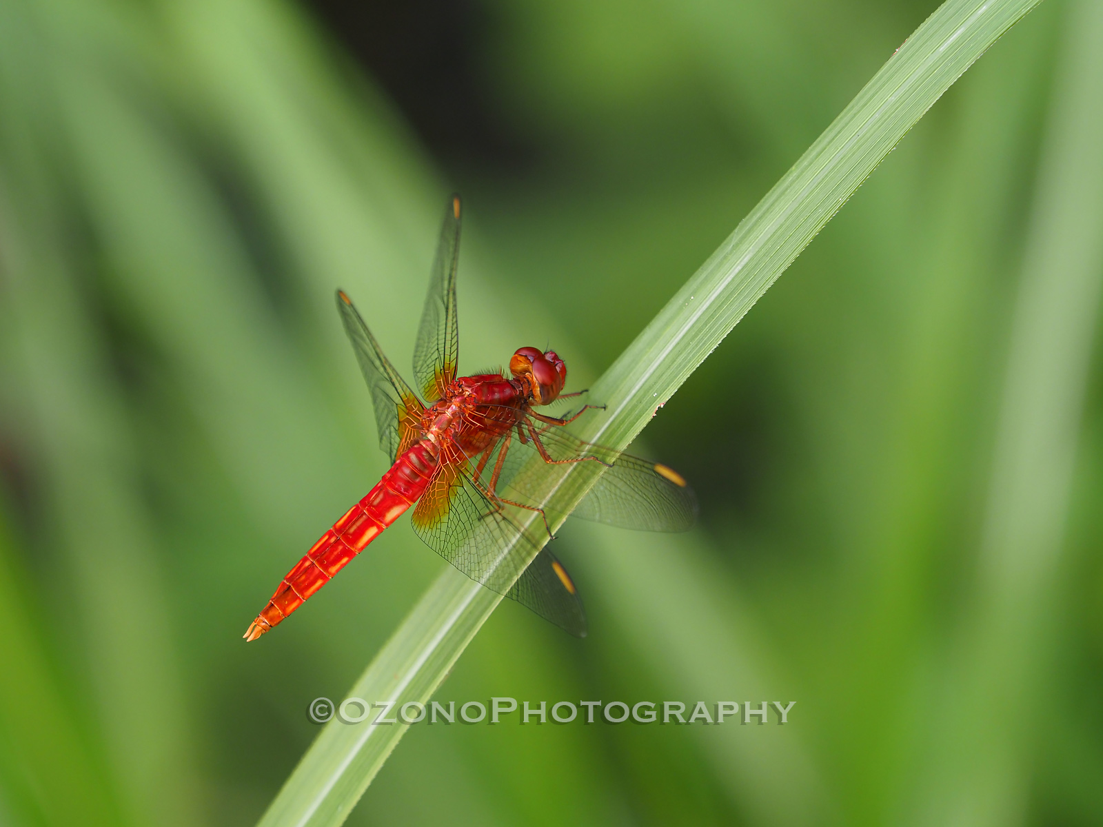 湘南むし日記 トンボ Livedoor Blog ブログ