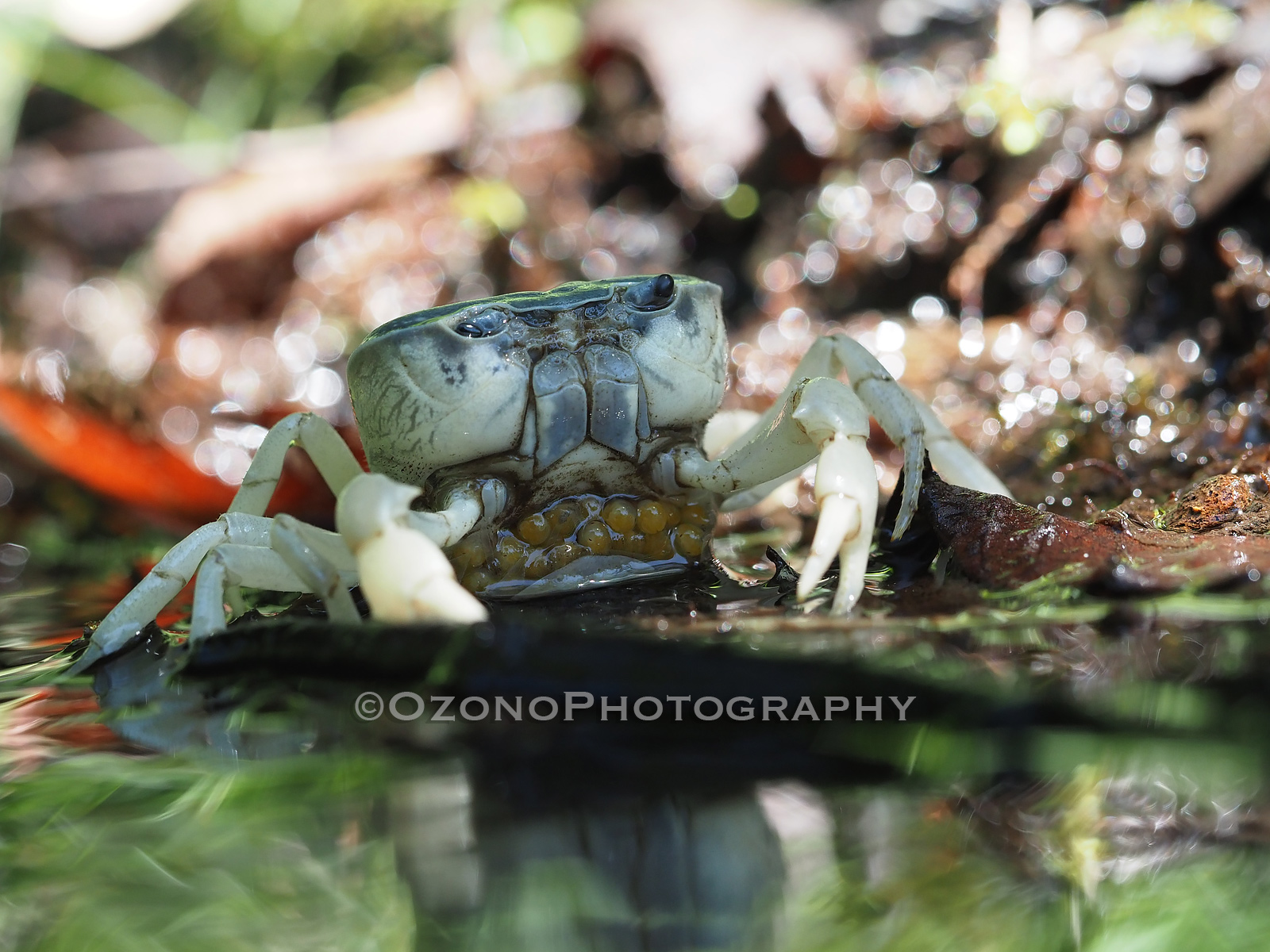 かぷかぷ 湘南むし日記