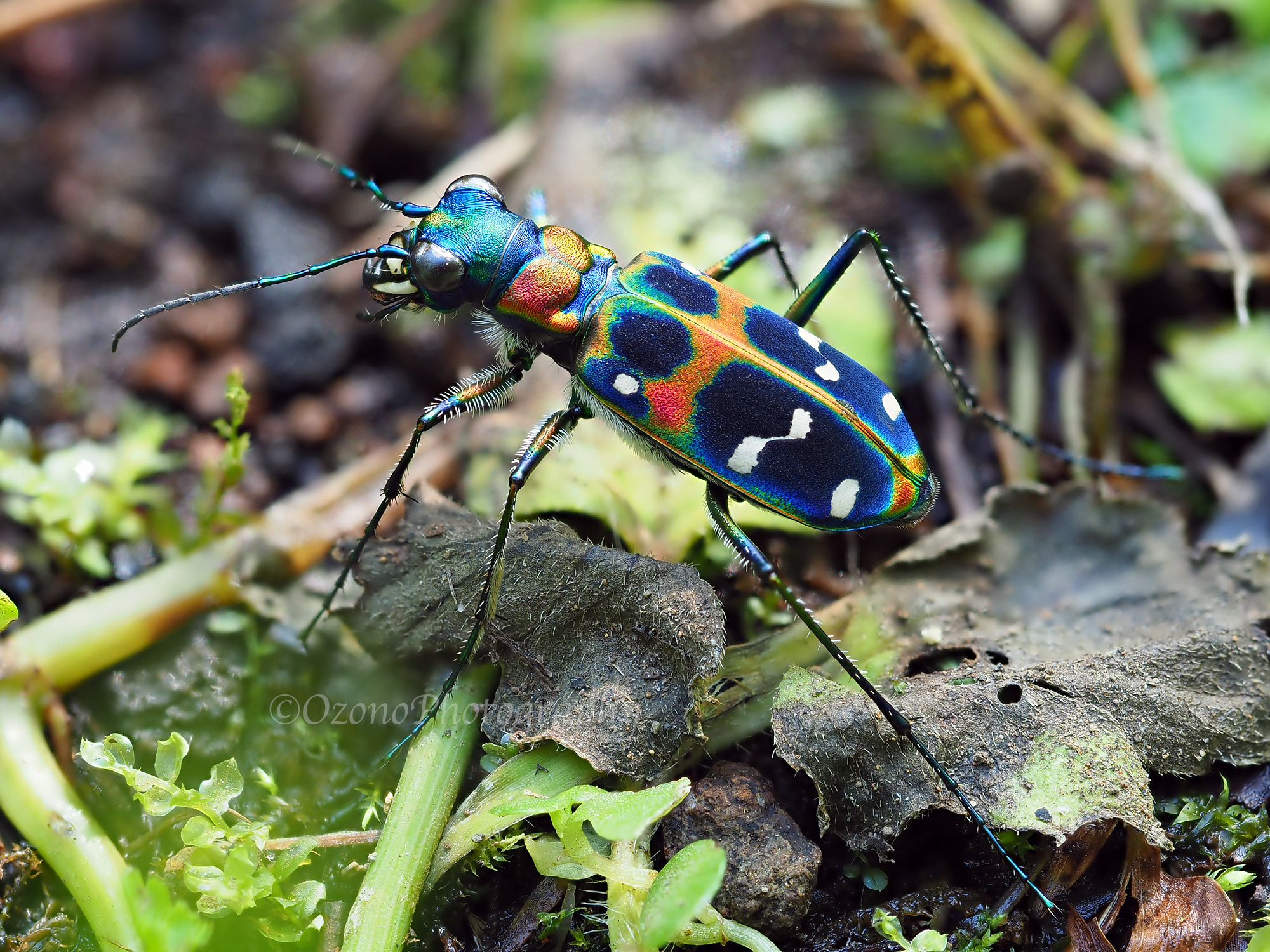 ぽっかり 湘南むし日記