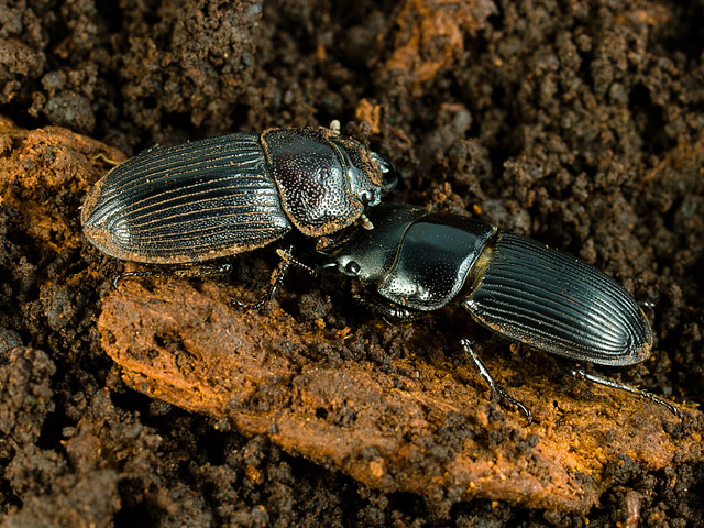 オガサワラネブトクワガタ(母島) ♂♂♀ 3匹 成虫 ハハジマネブト ネブト　Ⅰ