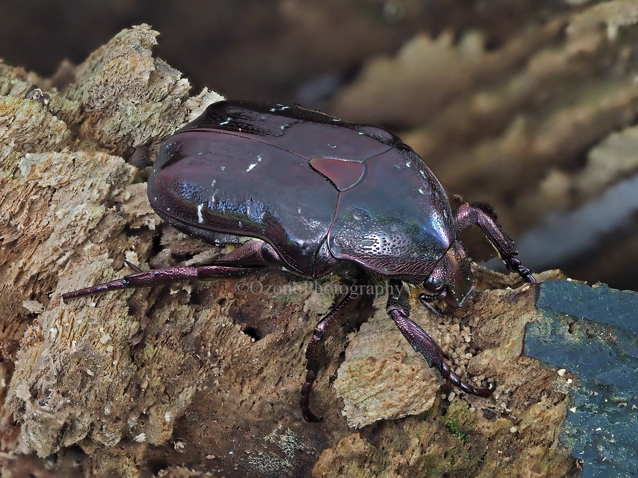魅惑 : 湘南むし日記