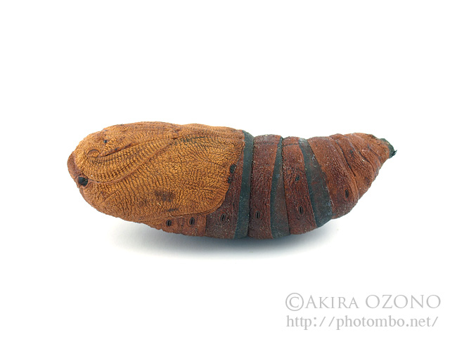 クスサンの蛹 湘南むし日記