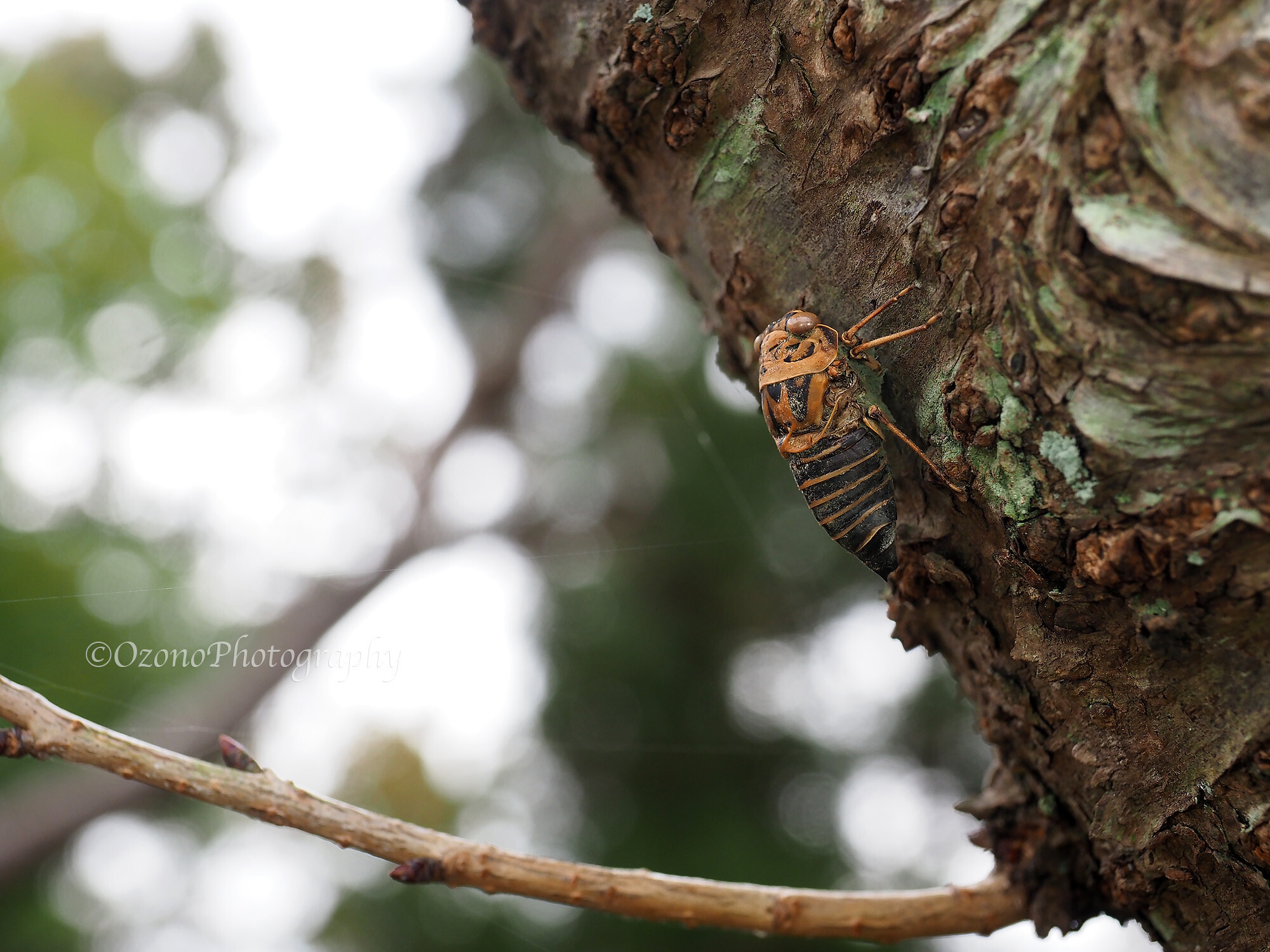 冬蝉 湘南むし日記