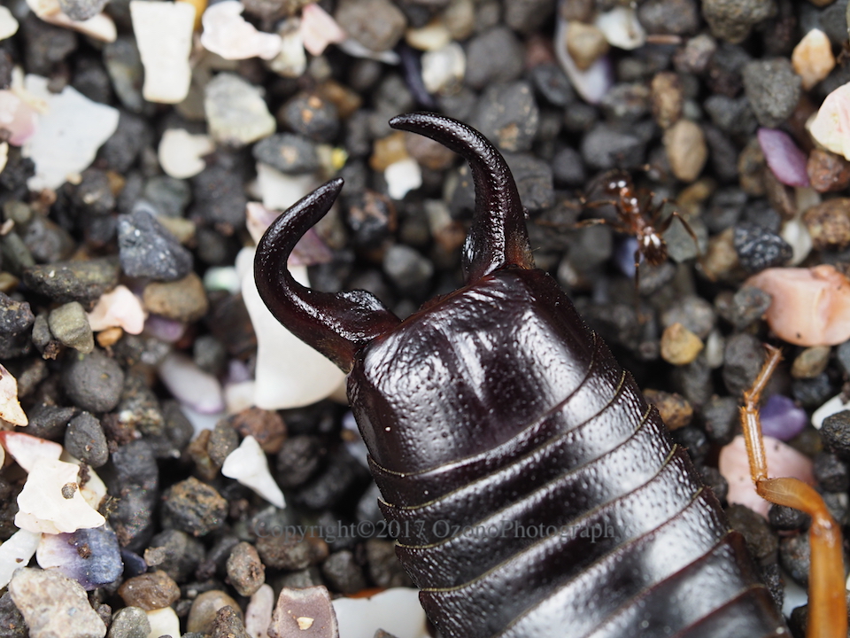 2つのハサミ 湘南むし日記