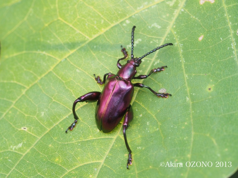 魔性の虫 : 湘南むし日記