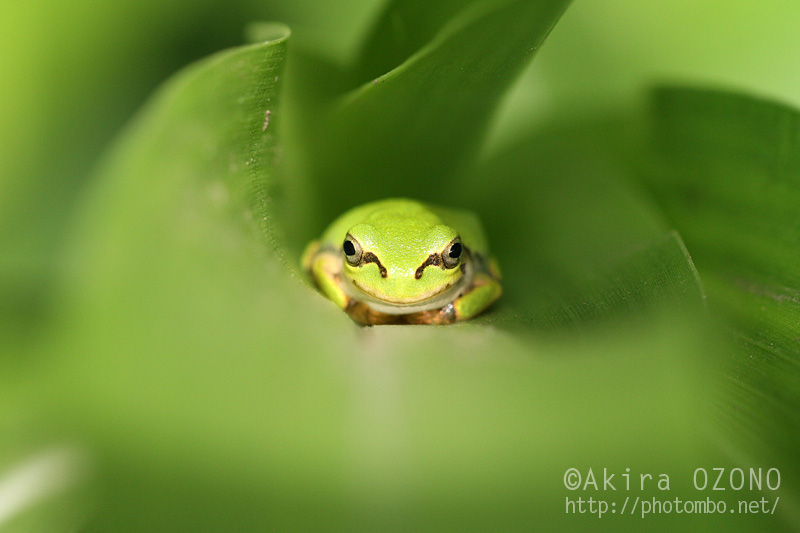 この夏は : 湘南むし日記