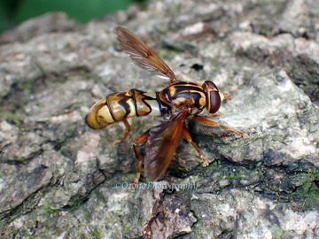 P6130401