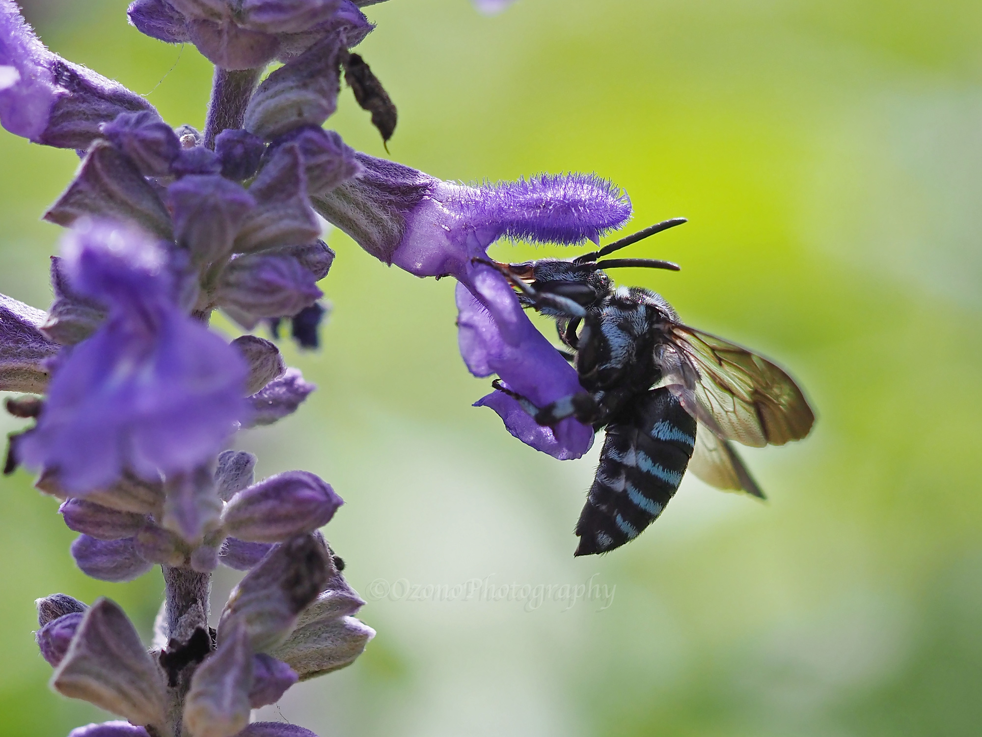 みつばちページ コウペンちゃん NEOツインGTGK～Webオーダーパック（ブラック