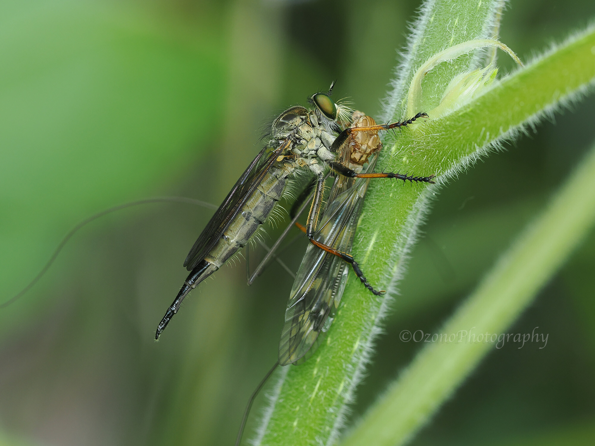実態 湘南むし日記
