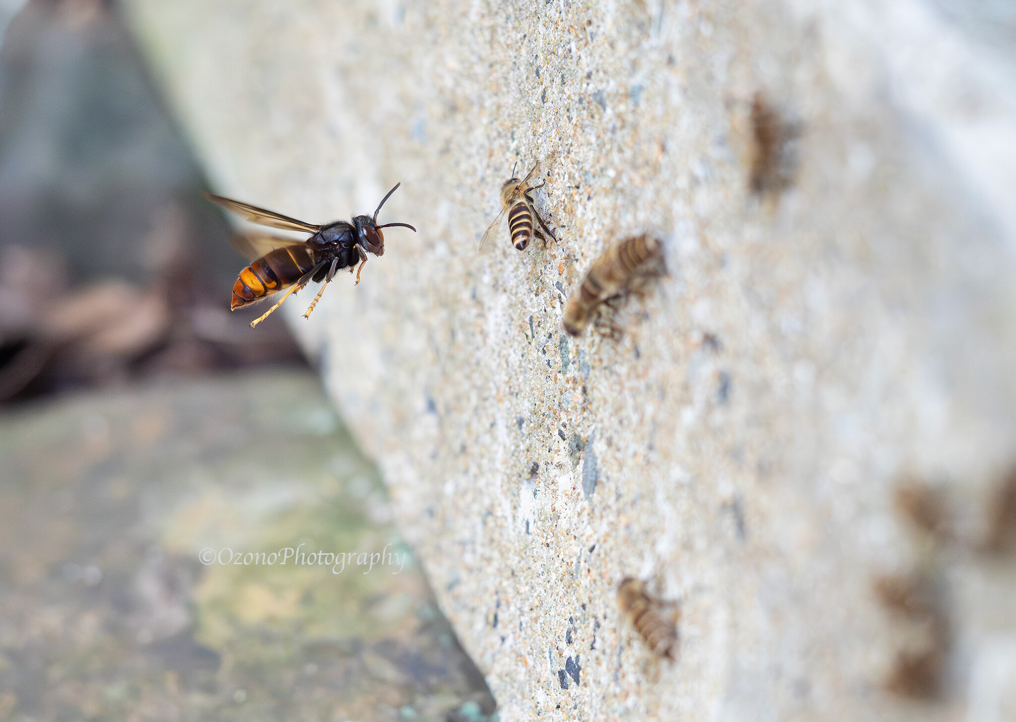 真夏の対馬へ・・・2 : 湘南むし日記