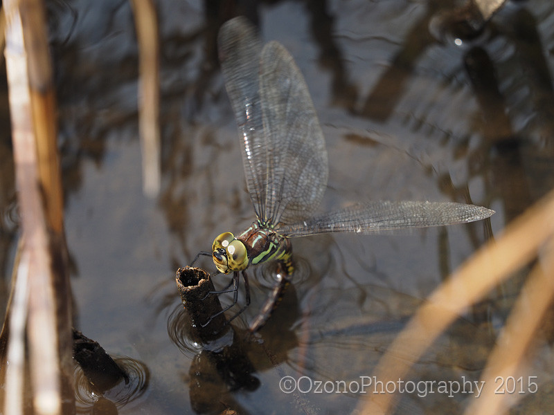 秋の青森備忘録 : 湘南むし日記