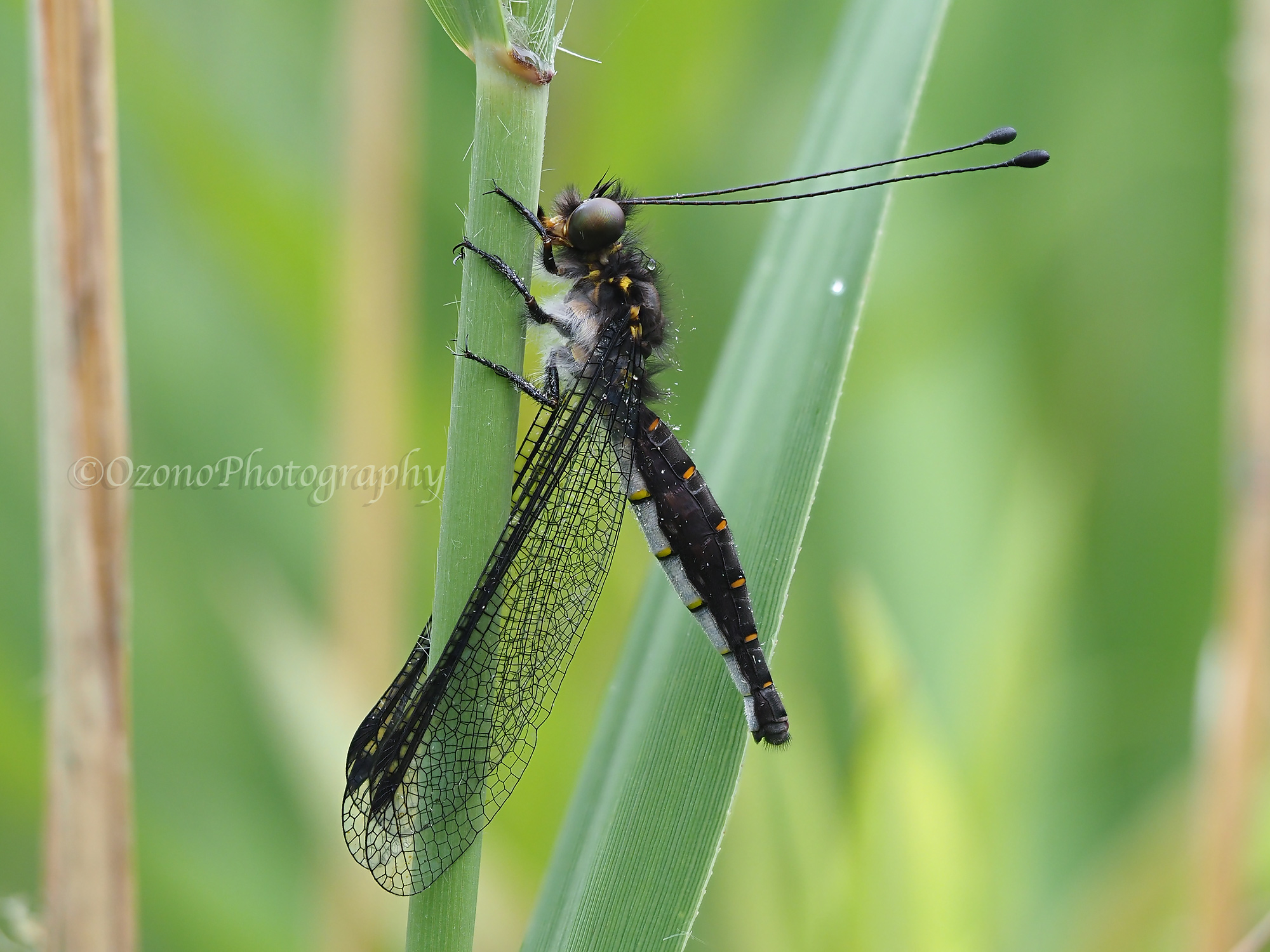 どんなふうに : 湘南むし日記