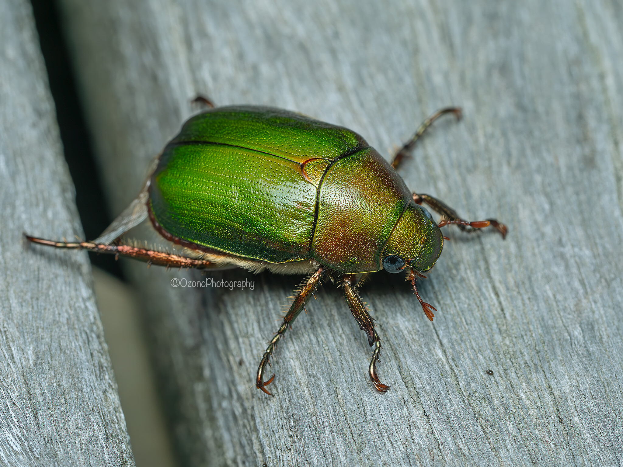 この季節 : 湘南むし日記
