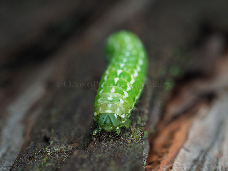 イモムシ様 Hapyson ハピソン×津本式 アニサキスライト YF-980 寄生虫発見