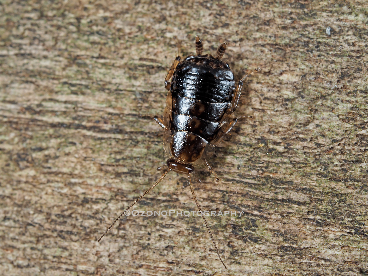 湘南むし日記 昆虫いろいろ Livedoor Blog ブログ